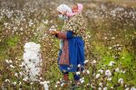 مرگ تدریجی یک محصول راهبردی/ سقوط آزاد پنبه/چه بر سر «طلای سفید» آمد؟
