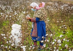 مرگ تدریجی یک محصول راهبردی/ سقوط آزاد پنبه/چه بر سر «طلای سفید» آمد؟
