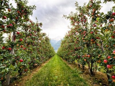 معافیت ۸۱ ردیف محصول باغی از عوارض صادراتی آب مجازی