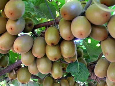 ممنوعیت صادرات کیوی زود تر ازموقع برداشته شد