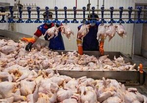 کاهش قیمت مرغ به ۲۴۰ هزار تومان