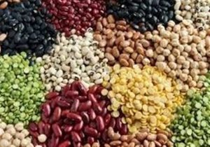 ۱۱۳درصد اختلاف قیمت لوبیا در بازار با وجود تخصیص ارز مبادلهای