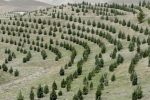 آغاز پویش ملی نهال‌کاری برای تحقق طرح کاشت یک میلیارد درخت