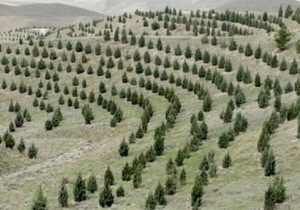 آغاز پویش ملی نهال‌کاری برای تحقق طرح کاشت یک میلیارد درخت