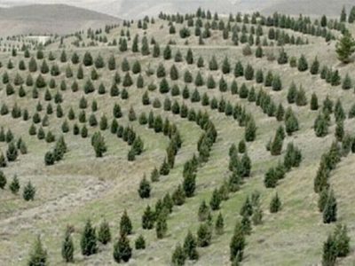آغاز پویش ملی نهالکاری برای تحقق طرح کاشت یک میلیارد درخت