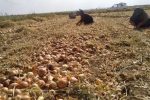 شاهرود قطب تولید پیاز سمنان؛ ۹۵ درصد مزارع به آبیاری تیپ مجهز شد