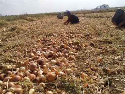 شاهرود قطب تولید پیاز سمنان؛ ۹۵ درصد مزارع به آبیاری تیپ مجهز شد