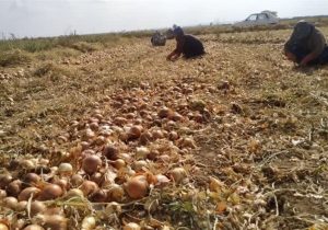 شاهرود قطب تولید پیاز سمنان؛ ۹۵ درصد مزارع به آبیاری تیپ مجهز شد